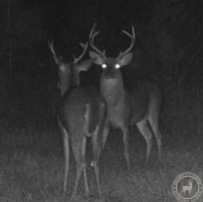 giant-bucks-on-trail-cam